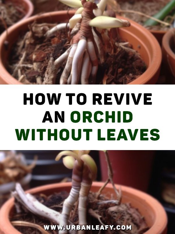 how to revive an orchid without leaves