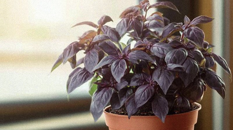 red rubin basil