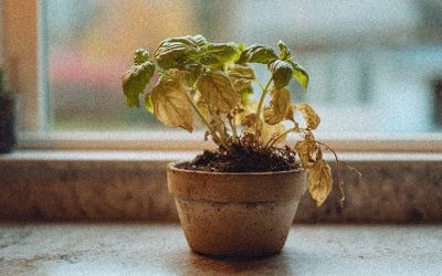 How to Revive a Dying Basil Plant? (By Symptom)