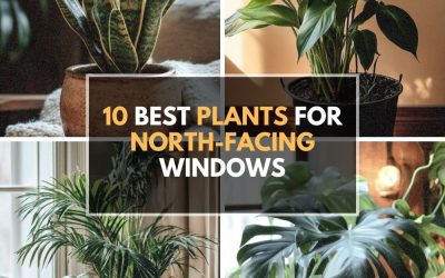 10 Best Plants for North-Facing Windows (Low Light Survivors)