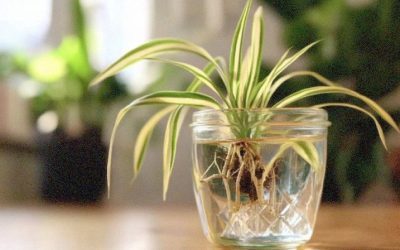 How To Propagate Spider Plants In Water (Step By Step)