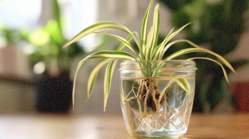 How To Propagate Spider Plants In Water