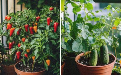 15 Vegetables Perfect for a Balcony and Patio Garden
