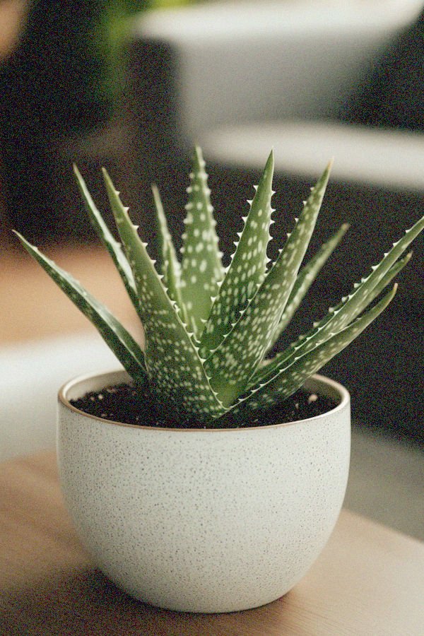 aloe vera