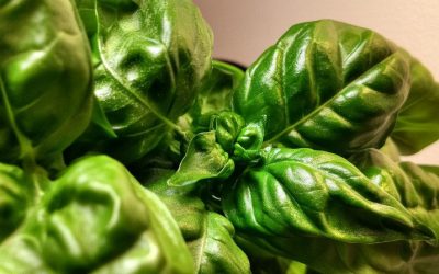 Why Are My Basil Leaves Curling?
