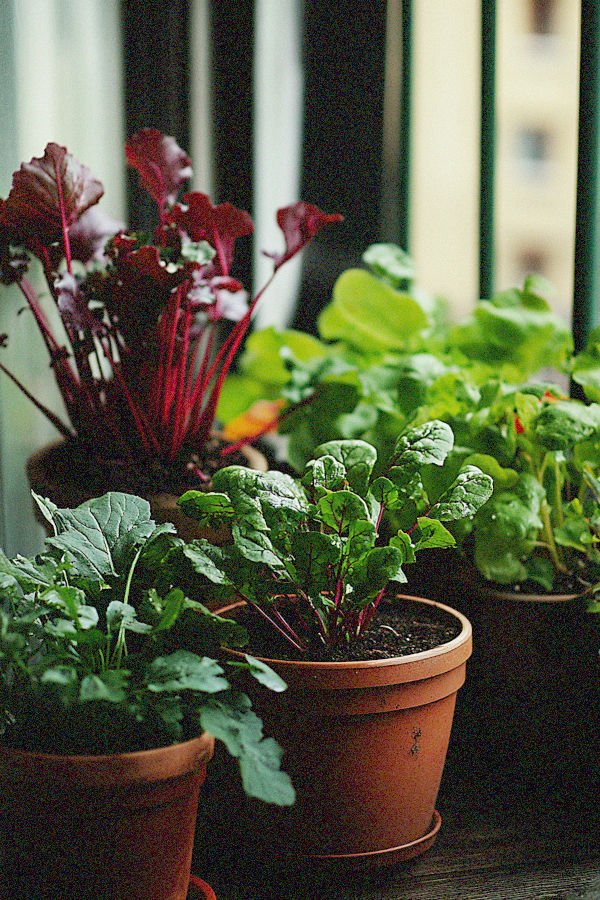 beets