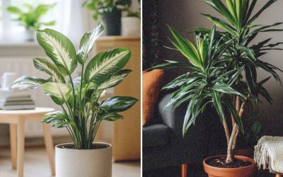 15 Best Indoor Plants For Beginners