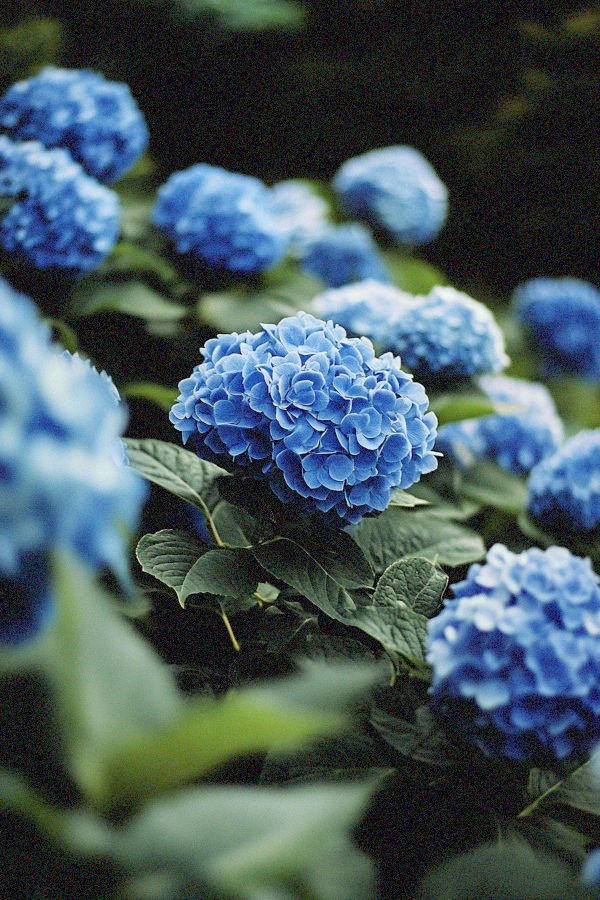 blue hydrangeas