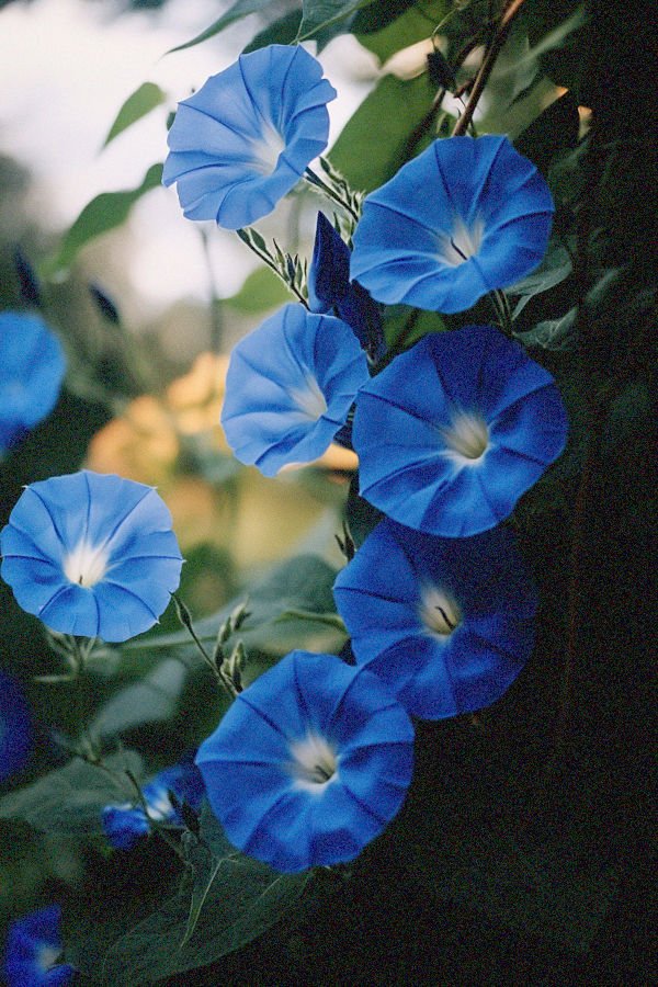 blue morning glories