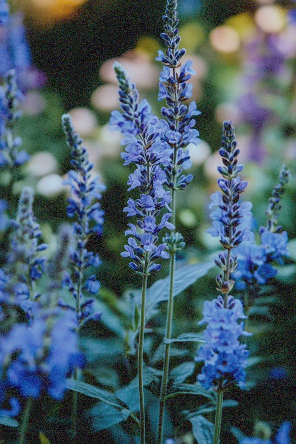 blue salvias