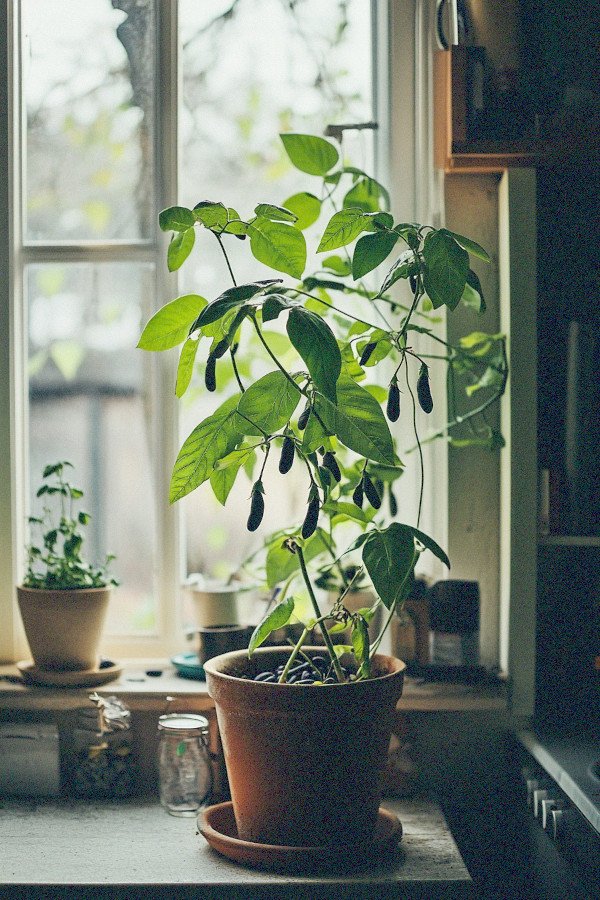 bush beans