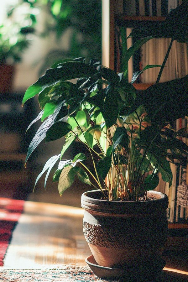 cast iron plant