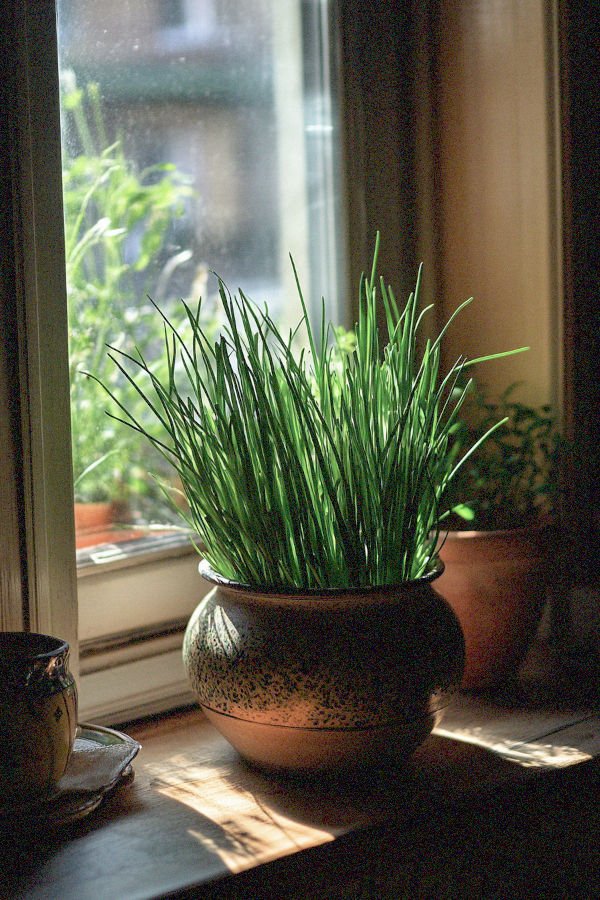 chives