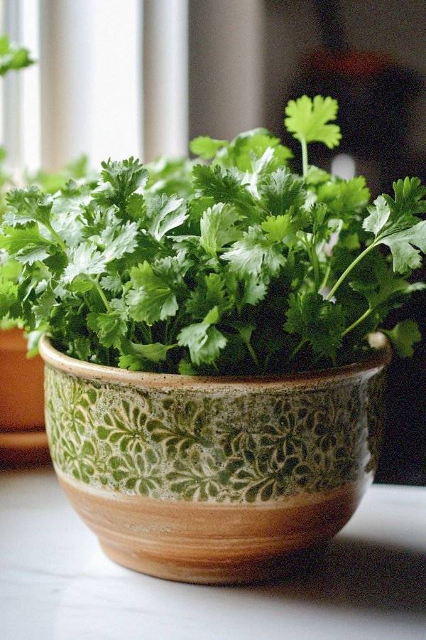 cilantro