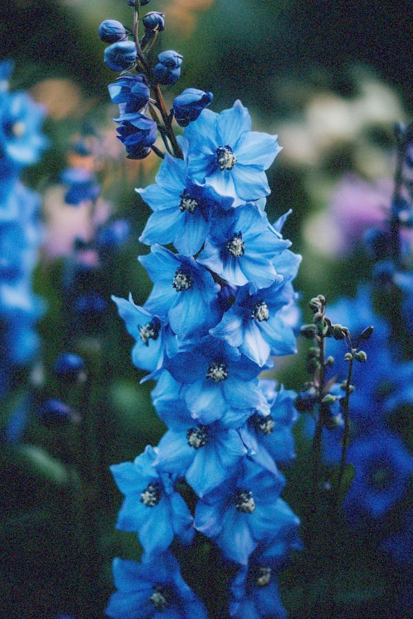 delphiniums