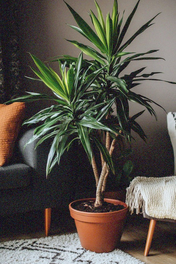 dracaena