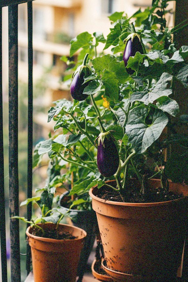 eggplant
