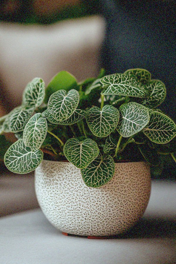 fittonia