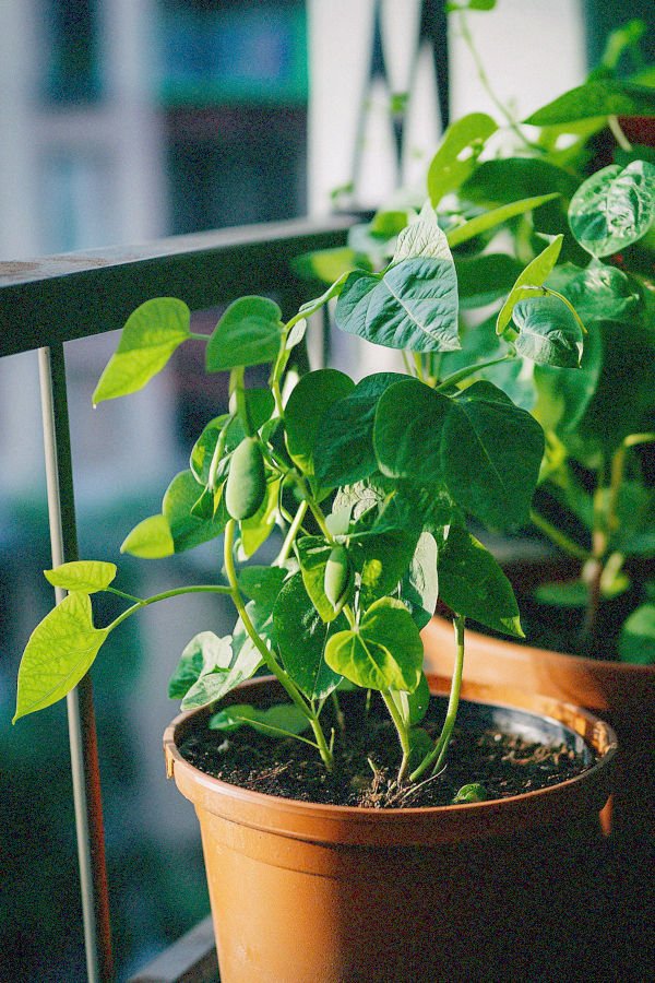 green beans