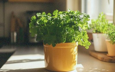 How to Grow Cilantro: A Beginner’s Guide to Fresh, Flavorful Herbs
