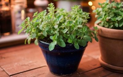 How to Grow Oregano at Home: A Simple Guide for Fresh Herbs Anytime