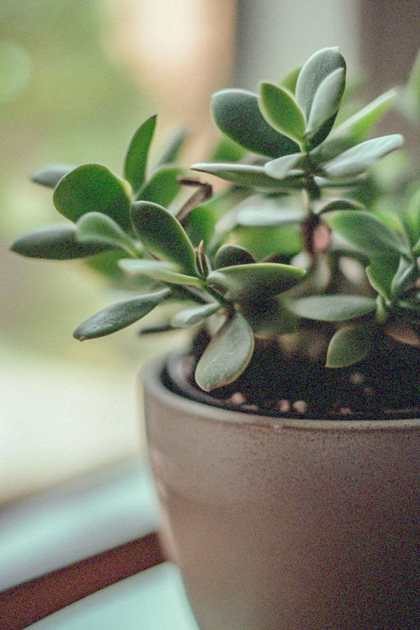jade plant