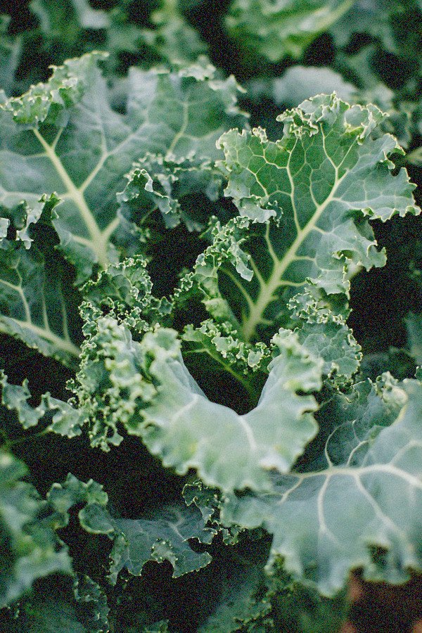 kale