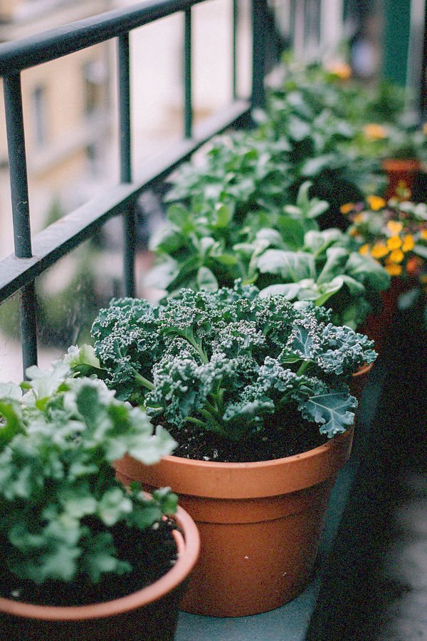 kale