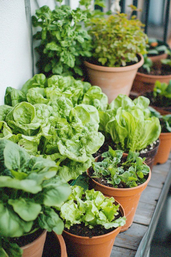 lettuce