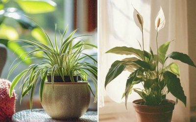 7 Low Maintenance Houseplants For Busy People