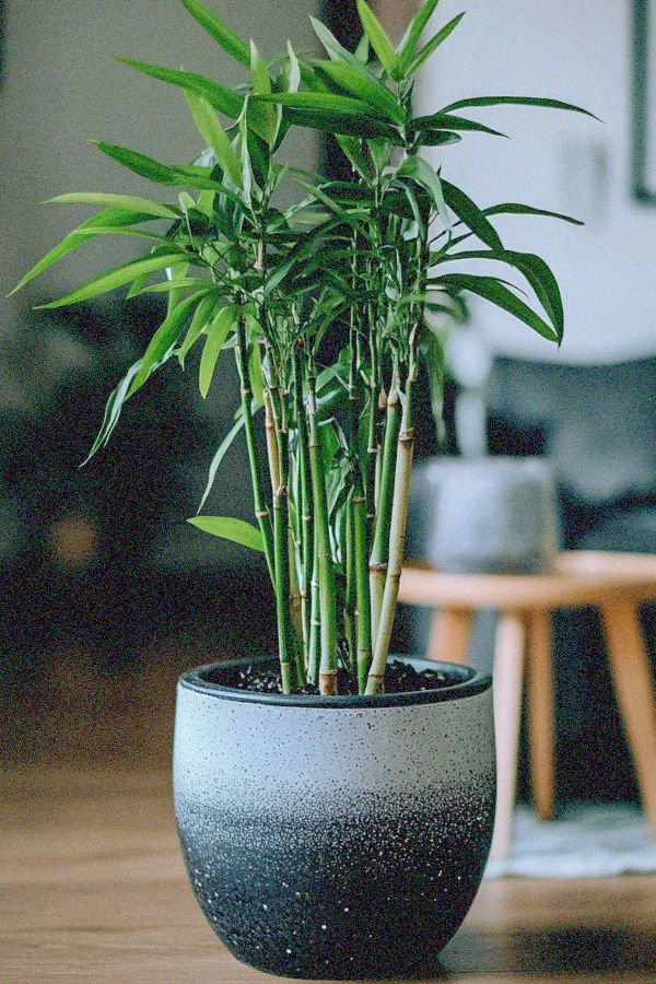 lucky bamboo