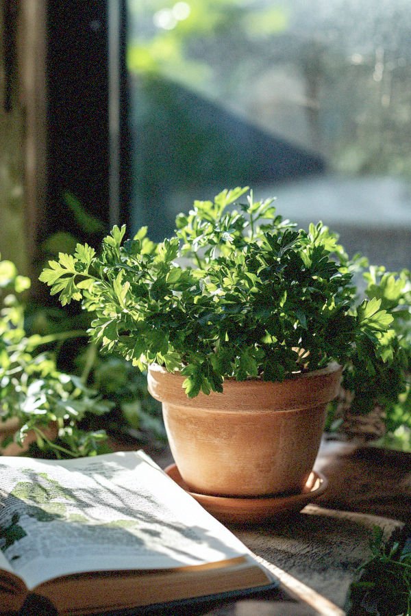 parsley