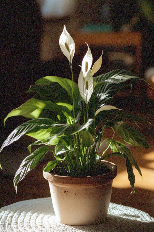 peace lily