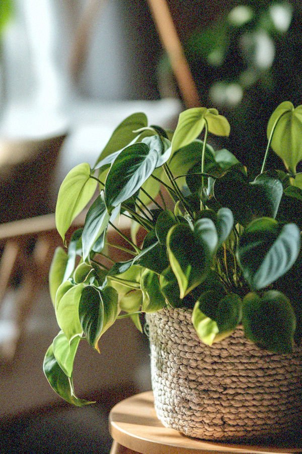 philodendron