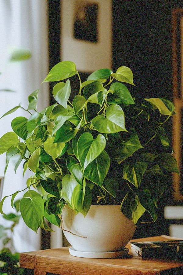 pothos