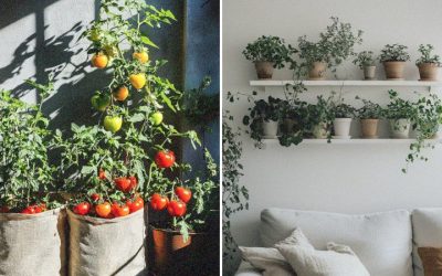 7 Small Space Gardening Ideas for Apartments or Balconies