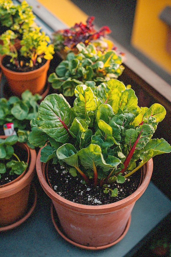 swiss chard