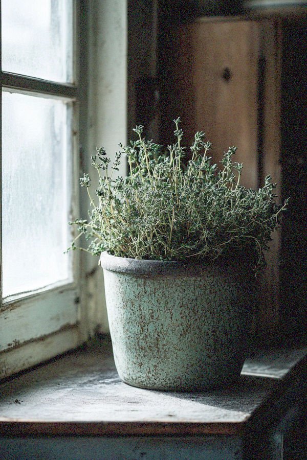 thyme