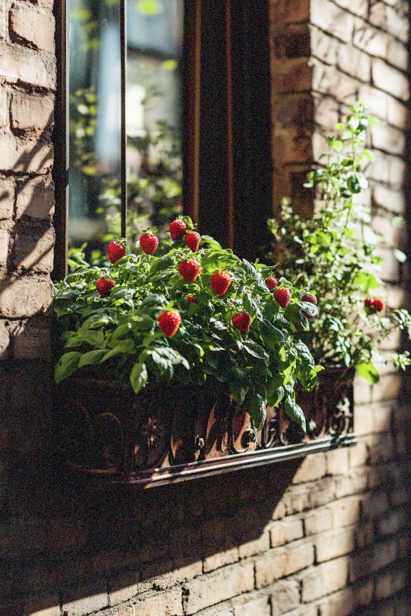 window box gardens