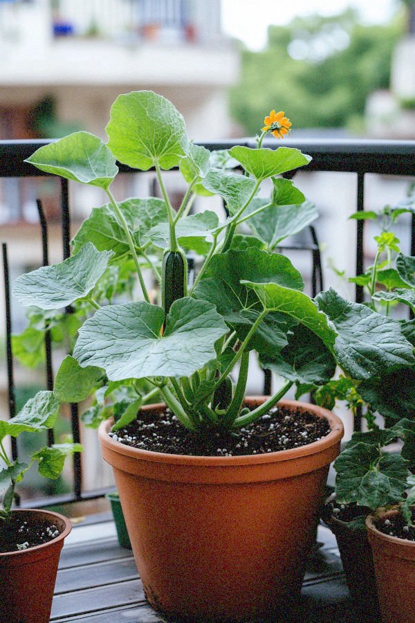 zucchini