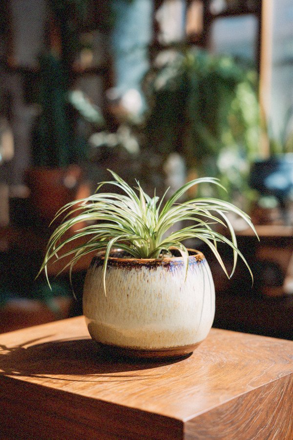 spider plant in ceramic pot