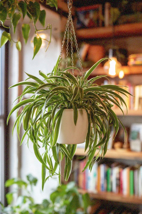 spider plant in hanging pot