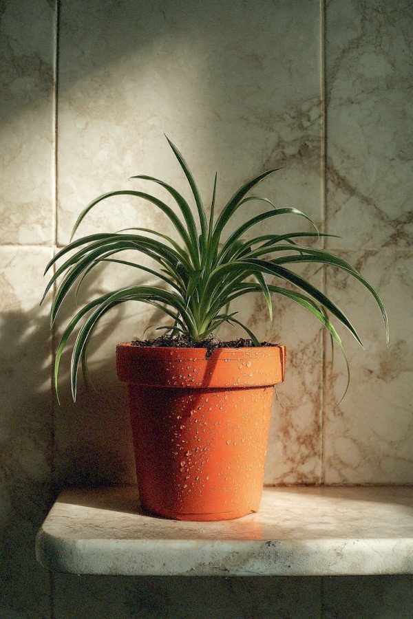 spider plant in plastic pot