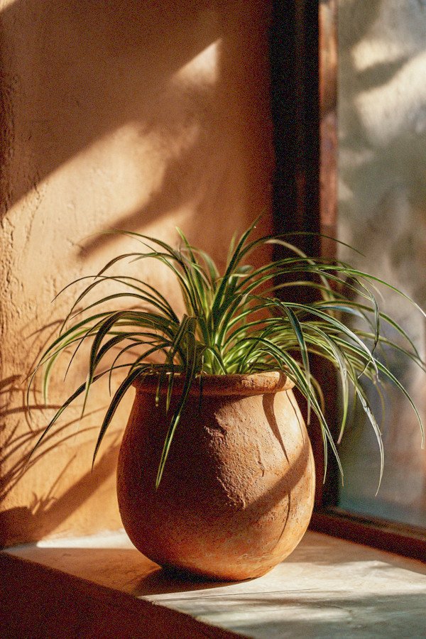 spider plant in terracota pot